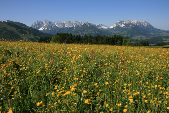 Wilder und Zahmer Kaiser